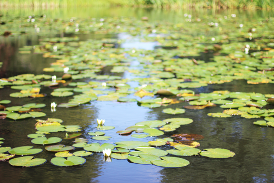 Scotney Castle