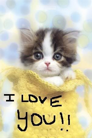 i love you kitten Pictures,