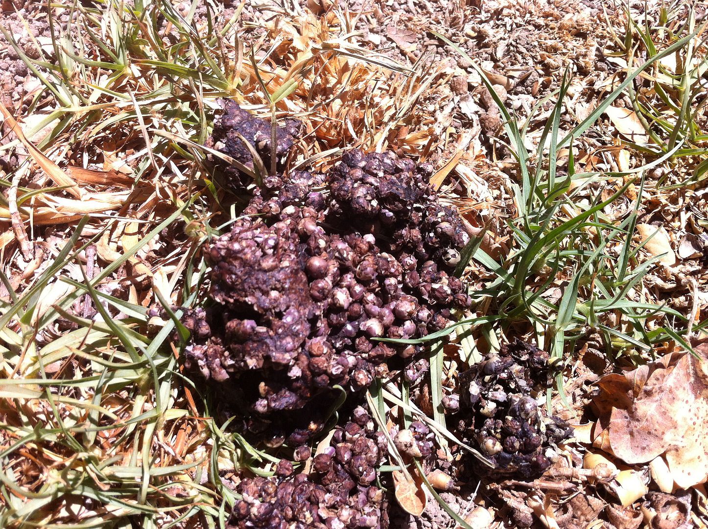 What Other Animal Poop Looks Like Bear Scat