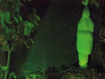 hantu di indonesia