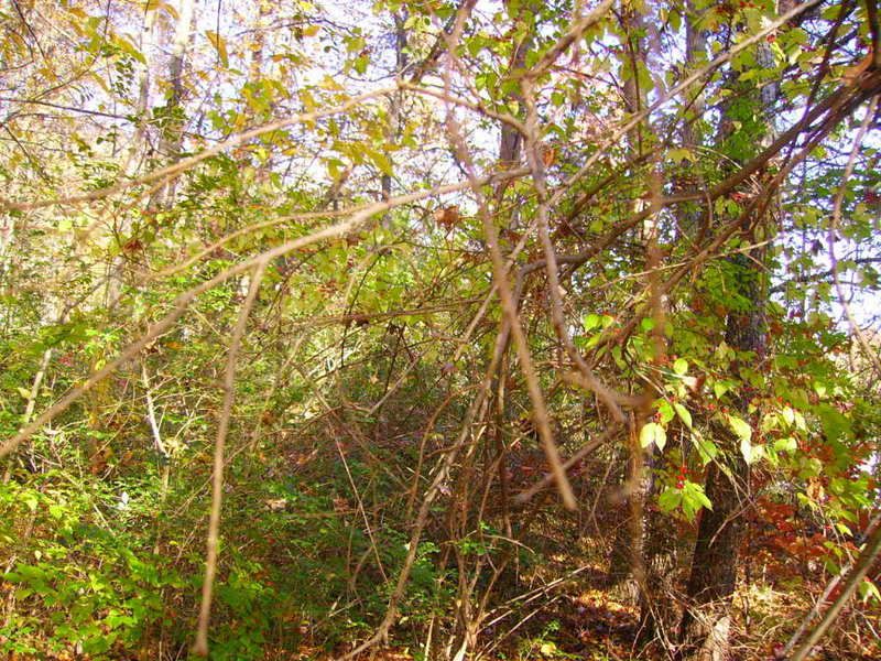 PICT0494.jpg