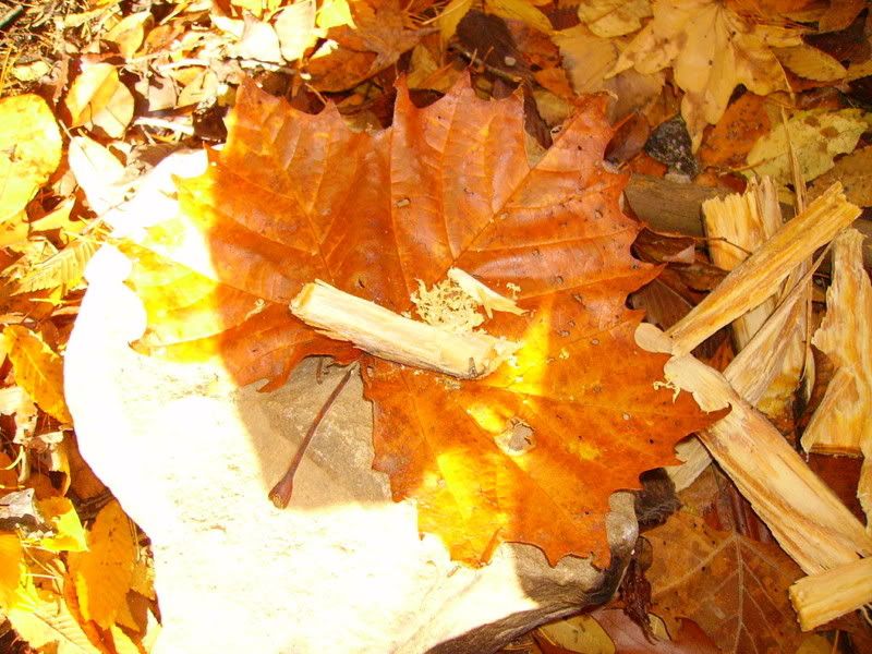 PICT0506.jpg