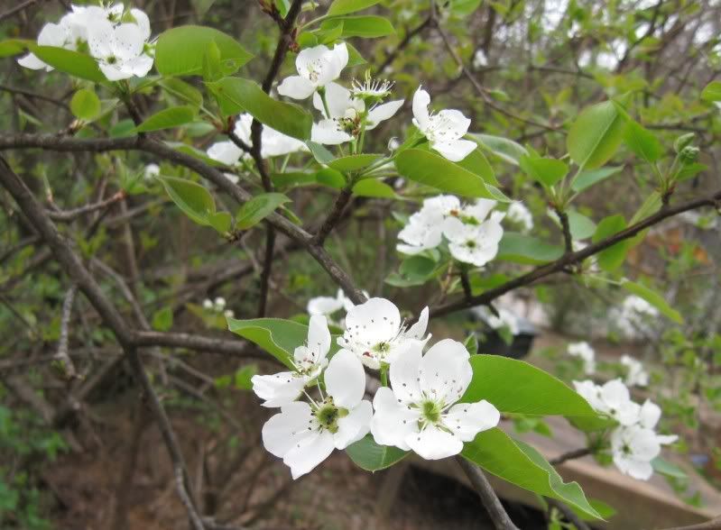 PearBlossoms-1.jpg