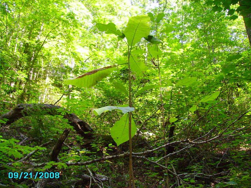 largeleaftree.jpg