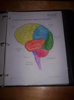 regions of the brain