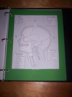 lift the flap diagram of the skull and brain