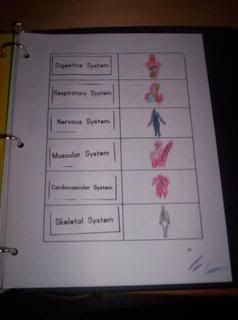 Ratchet's body system labelling