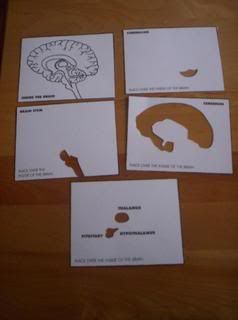 parts of the brain cards (inside)