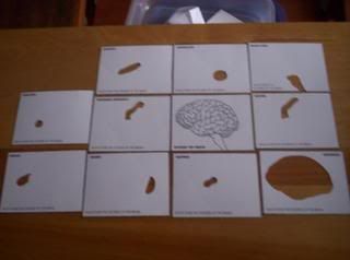 parts of the brain cards (outside)