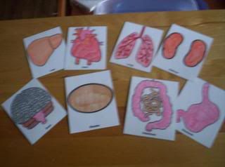 organs flashcards