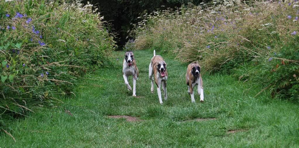 Threehounds.jpg