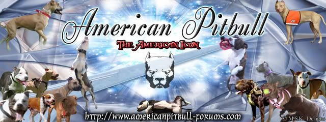 American Pit Bull
