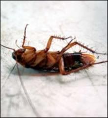 SENCILLO SENCILLO