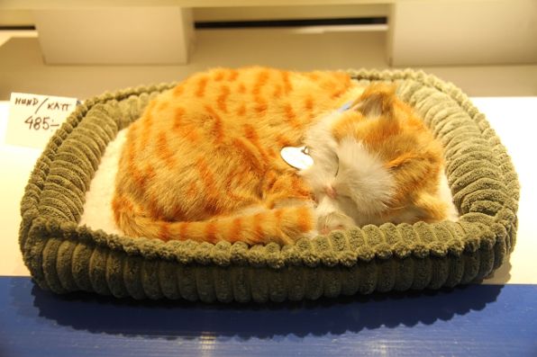 Stuffed kitten sleeping