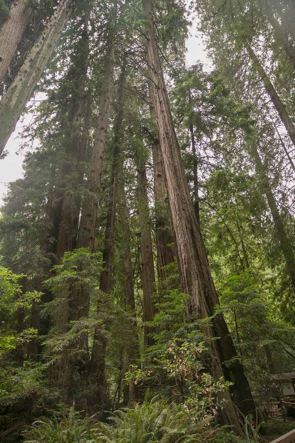 Redwood trees at Muir Woods, California