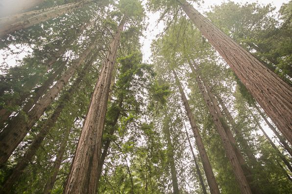 California Redwood trees at Muir Woods