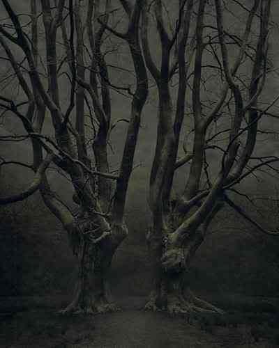 creepy trees at night. Creepy Trees Pictures,