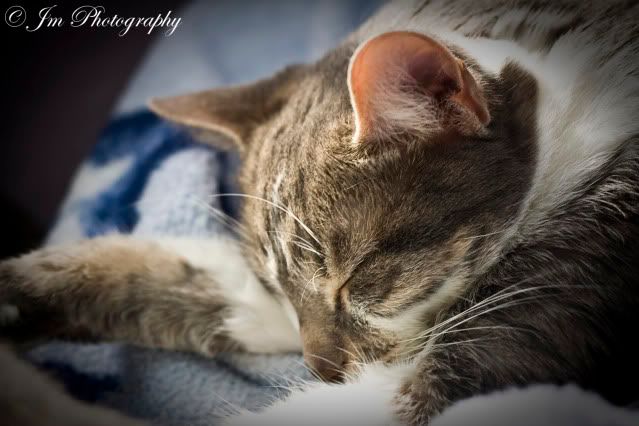 IMAGE: http://i307.photobucket.com/albums/nn291/Jmorales719/e3.jpg