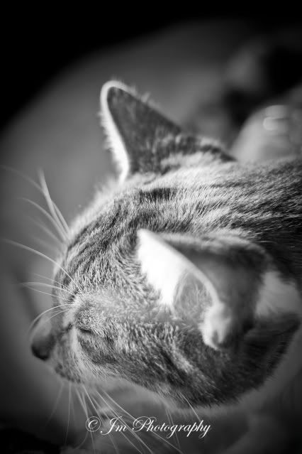 IMAGE: http://i307.photobucket.com/albums/nn291/Jmorales719/edited2.jpg