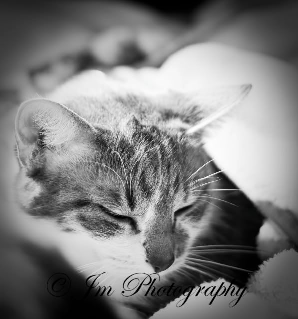 IMAGE: http://i307.photobucket.com/albums/nn291/Jmorales719/kittyedited.jpg