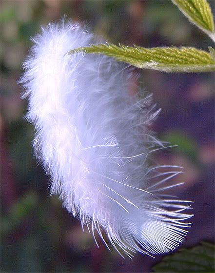 Feather Pictures, Images and Photos