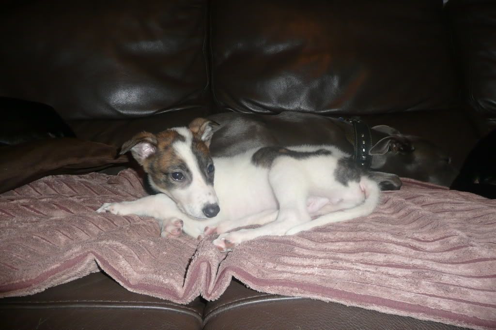 flynn018.jpg