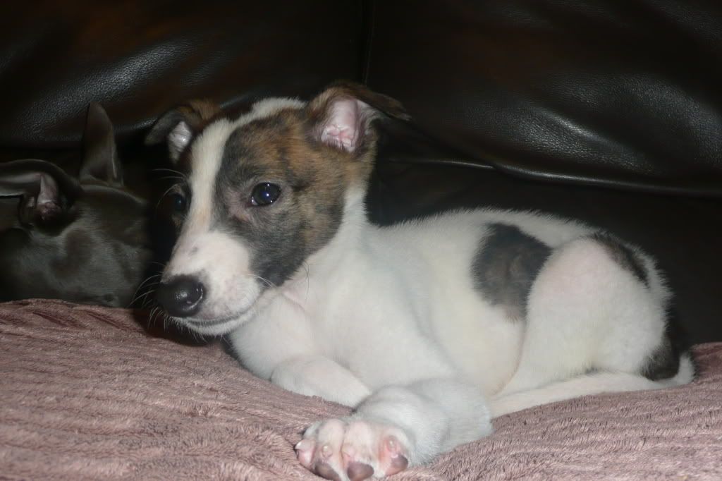 flynn027.jpg