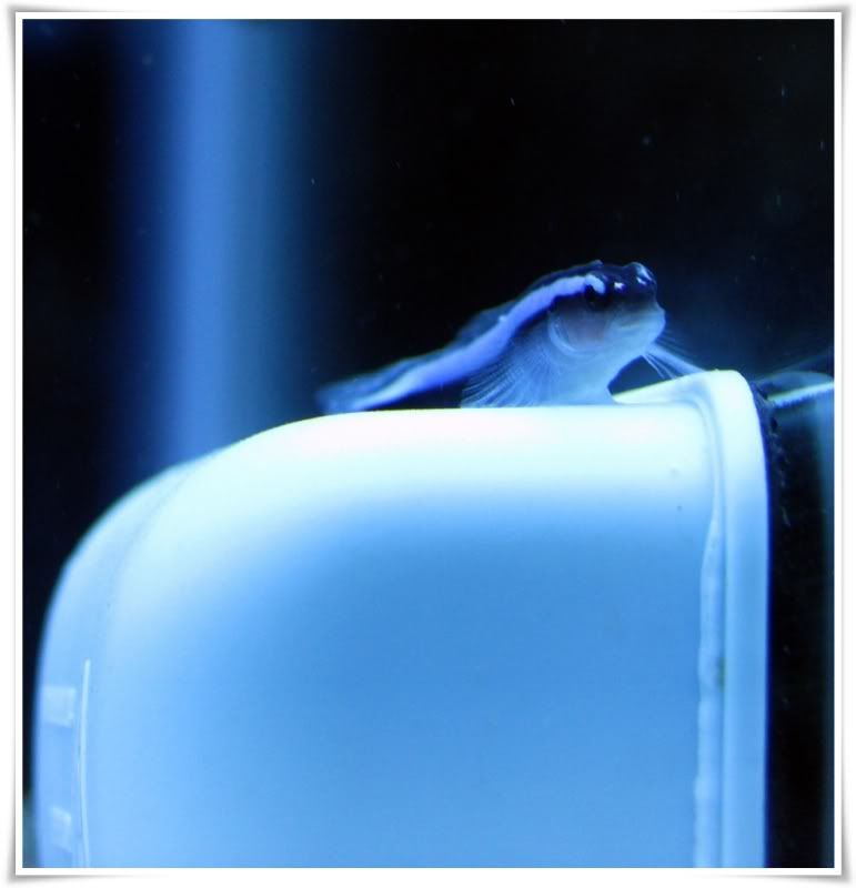 Posted Image