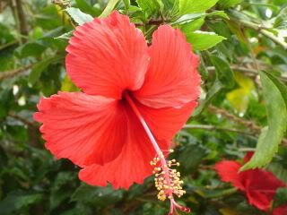 Red Hibiscus