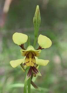 tiger orchid
