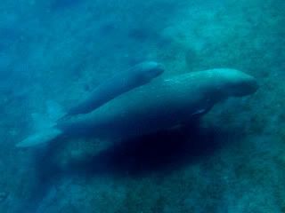 dugong (mother and calf)