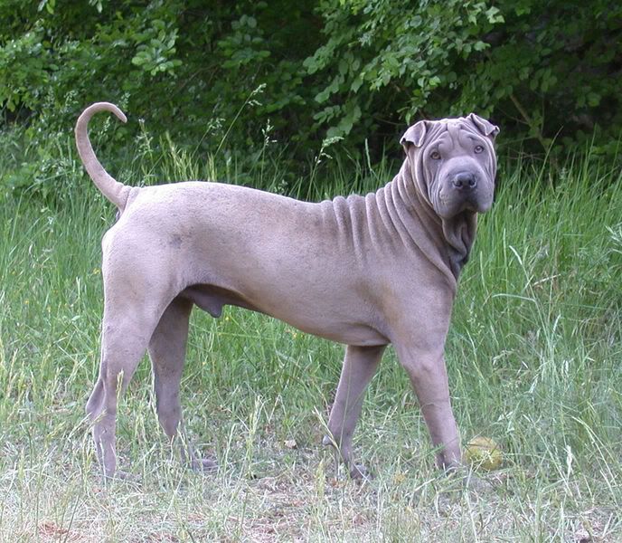 sharpei.jpg