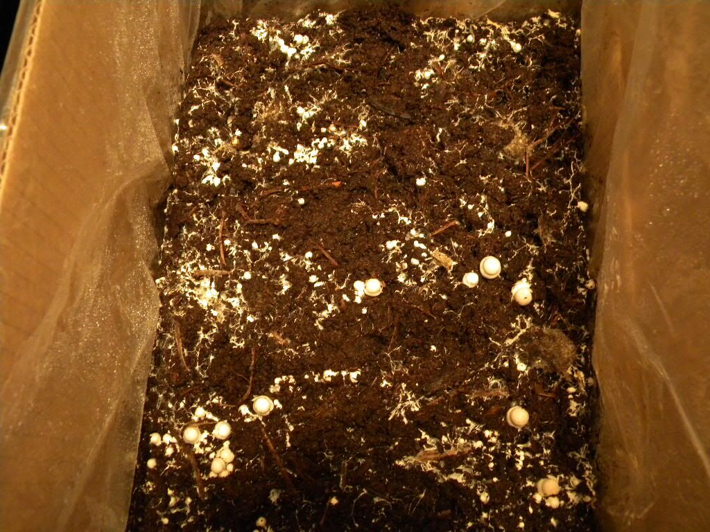 OT My new hobby Growing Portabella Mushrooms!