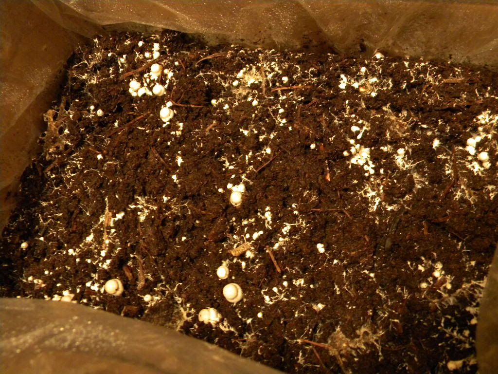 OT My new hobby Growing Portabella Mushrooms!