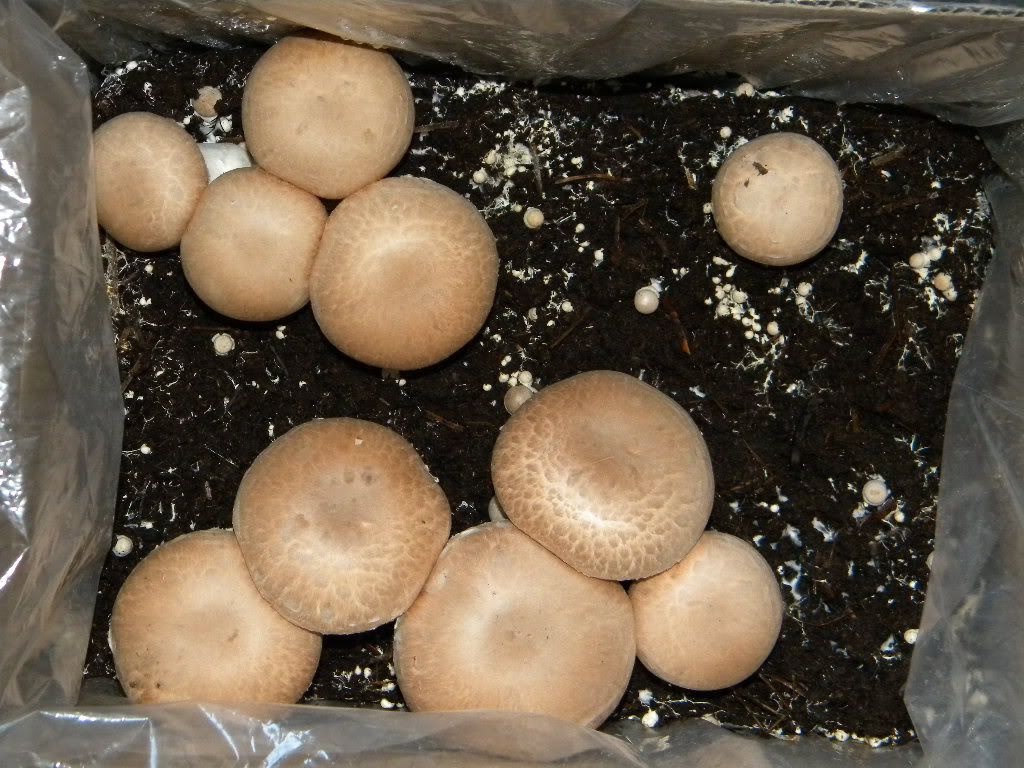 OT My new hobby Growing Portabella Mushrooms!
