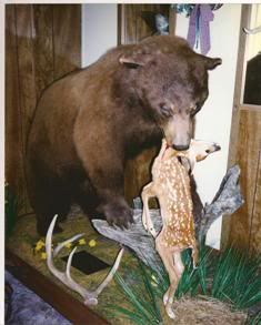 Bear mount ideas