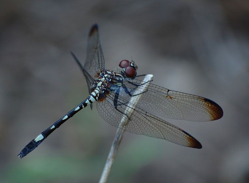 Dragonfly Black