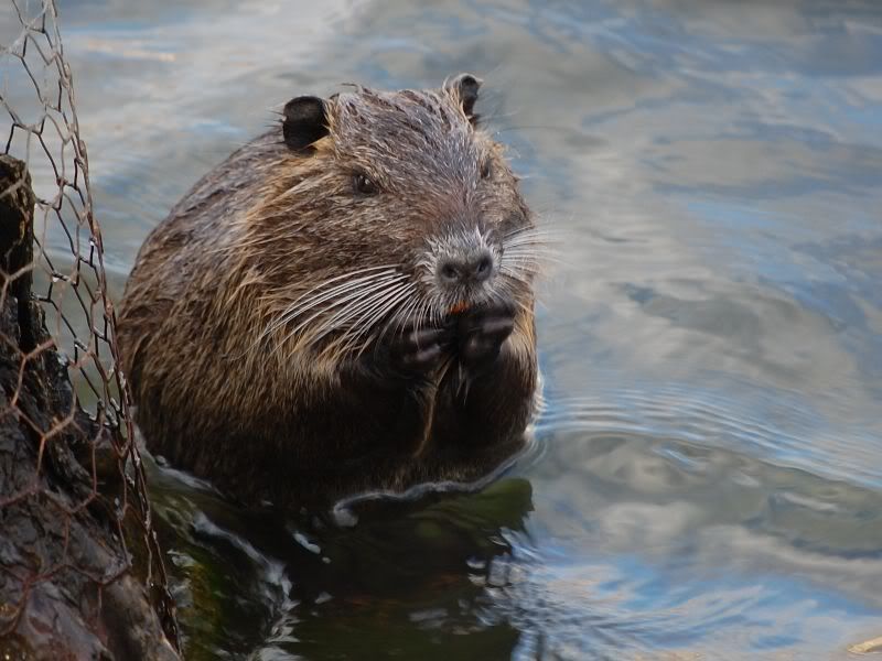 Angry Muskrat