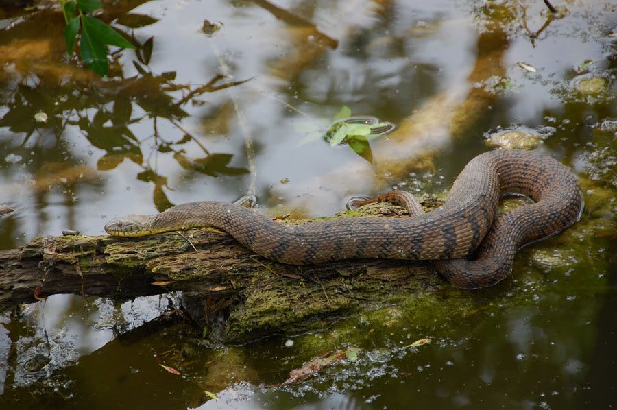 Snakes Houston