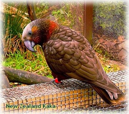 kaka photo kaka_zps25f1cf79.jpg