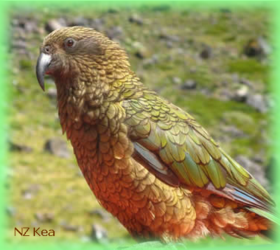 kea photo kea.png
