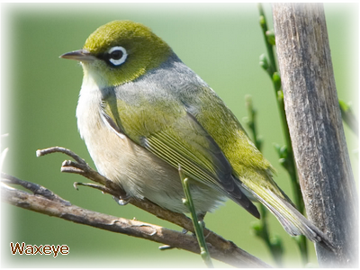 photo waxeye2.png