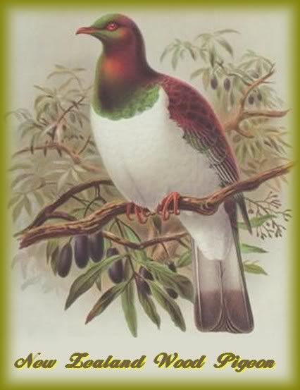 woodpigeon photo woodpigeon.jpg