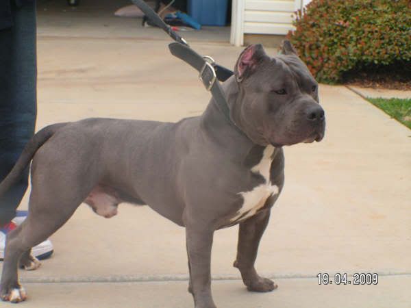 og grayline ukc kennels in california