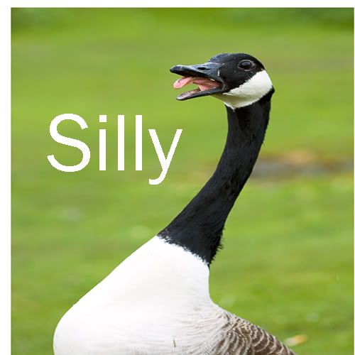 Silly Goose Photo by robroberson Photobucket