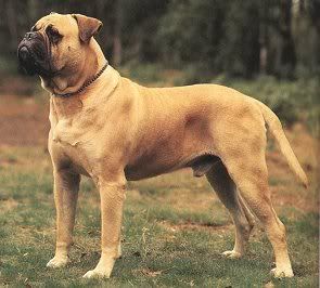 bullmastiff295x266.jpg