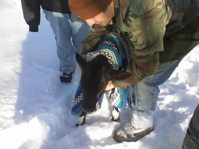 new calf pics - Cattle