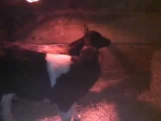 new calf pics - Cattle