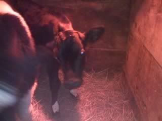 new calf pics - Cattle