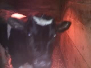 new calf pics - Cattle